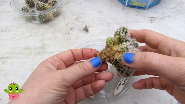 Removing Cactus Pups ( Offsets ) & Potting up - Mammillaria #cactus #cacti смотреть онлайн