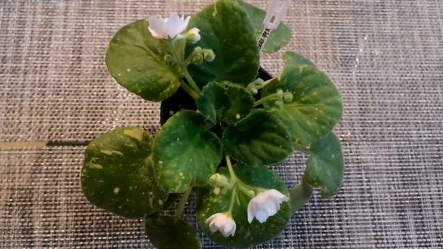 ШН-Космическая Фея. НЕ ПОКУПАЙТЕ ЛИСТ ДАННОЙ ФИАЛКИ НИКОГДА