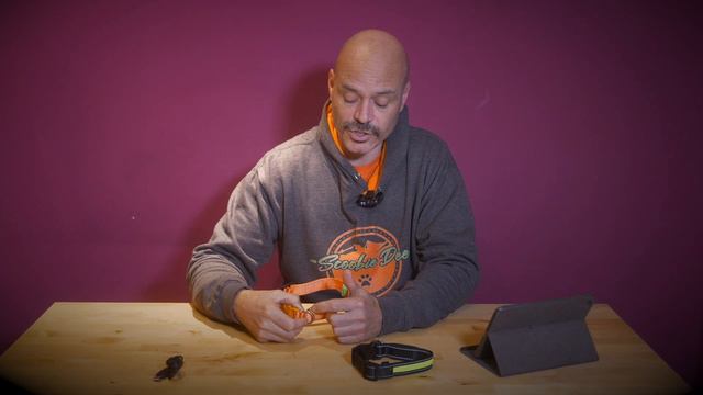 LED Dog Collars - Cheap vs Top Rated, Scoobie-Dee 39 смотреть онлайн