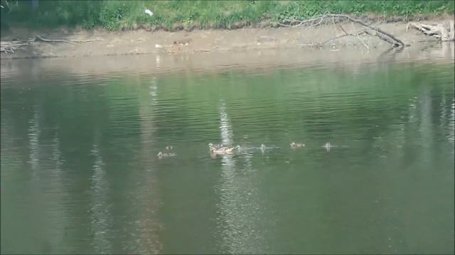 4 заводные народные песни от ансамбля Крыницы (Аксу, Казахстан) смотреть онлайн