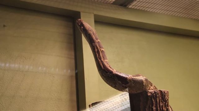 Питоны Таллиннского Зоопарка ... смотреть онлайн