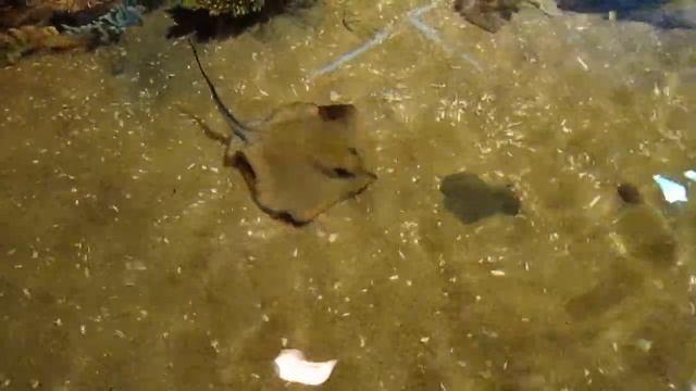 Адлер-Океанариум. Скат. смотреть онлайн