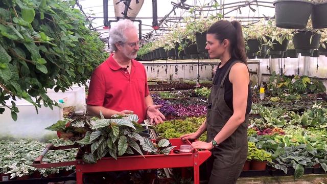 BEGONIA PROPAGATION — Ep 039 смотреть онлайн