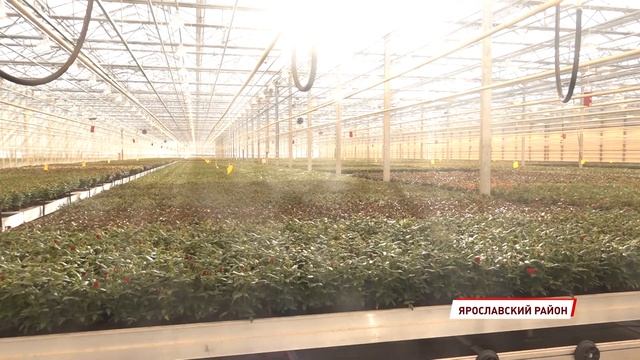 Источник радости: на ярославских предприятиях выращивают цветы для всей страны смотреть онлайн