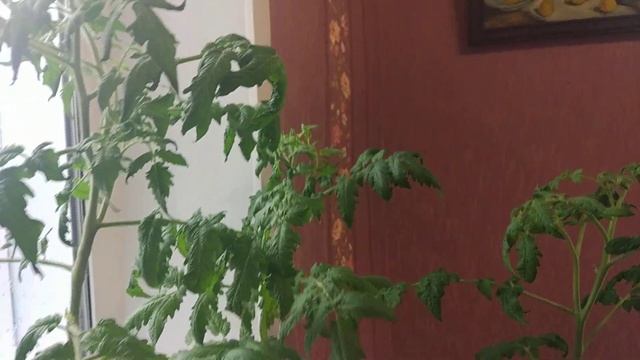 Томаты ГНОМЫ! Как их Формировать? смотреть онлайн