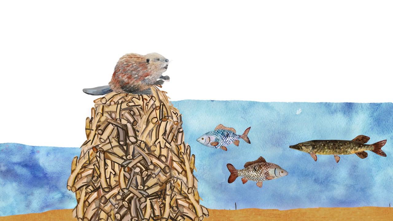 46. Охрана природы. Часть 2 смотреть онлайн