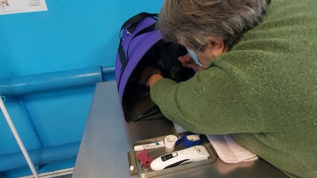 Котята в ветклинике. Котята которых усыновила собака их осталось четверо смотреть онлайн