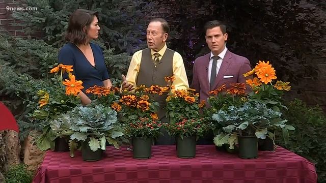 How to grow great gloriosa daisies смотреть онлайн