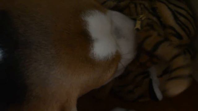 Бигль щенок 4, 5 месяца смотреть онлайн