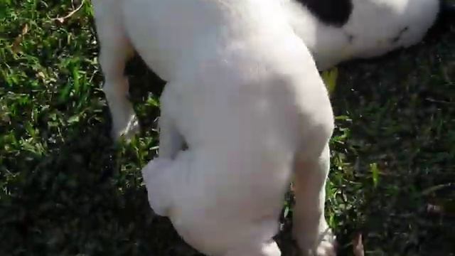 Боевые щенки - Los cachorros hiperactivos смотреть онлайн