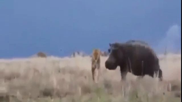 Опасная Земля# #НАПАДЕНИЯ ДИКИХ КОШЕК#SHORTS смотреть онлайн