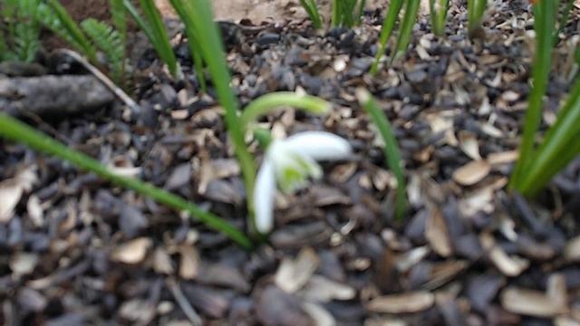 Подснежник расцвел к 8 марта смотреть онлайн