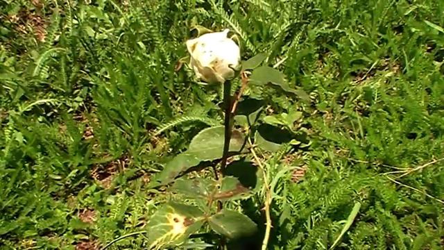 Деревня - это рай для творческих людей. смотреть онлайн