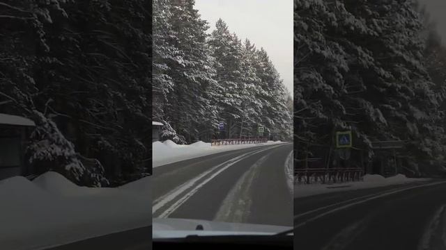 Как легально добыть елку из леса? #активныйотдых #елка #лес смотреть онлайн