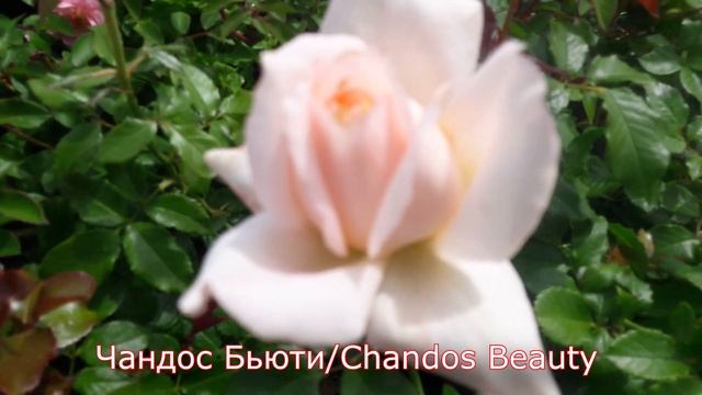 Чандос Бьюти (Chandos Beauty) - питомник роз "Розы от Татьяны" смотреть онлайн