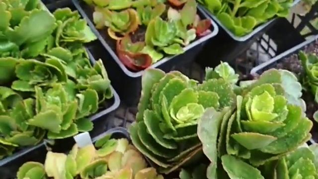 Заставим каланхоэ пышно цвести (3-й шаг) смотреть онлайн