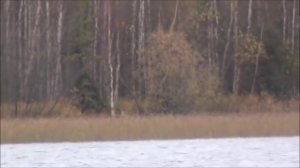 Канадские отшельники. Часть 333. Сохатые медведи.