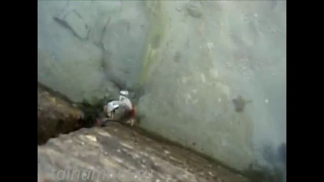 Ловим краба..... а поймали....пятнистую мурену. смотреть онлайн