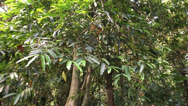 樹木圖鑑 大風子 Hydnocarpus wightianus смотреть онлайн