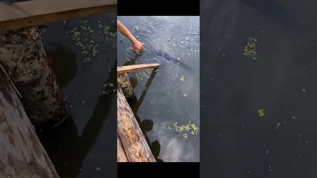 Нашли велосипед в болоте смотреть онлайн