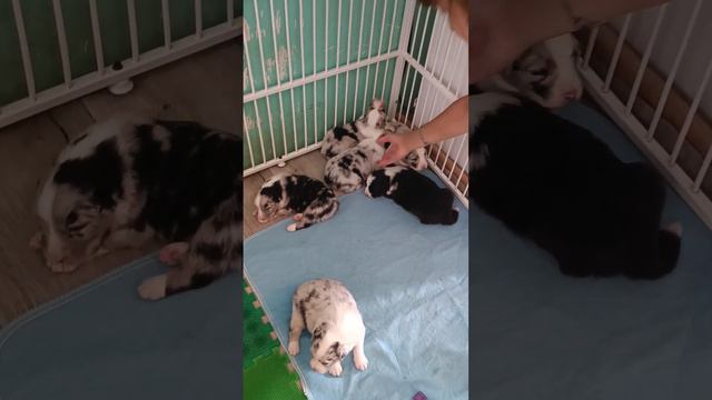 Им уже 2,5 недели. Щенята открыли глазки #Аусси #щенки смотреть онлайн