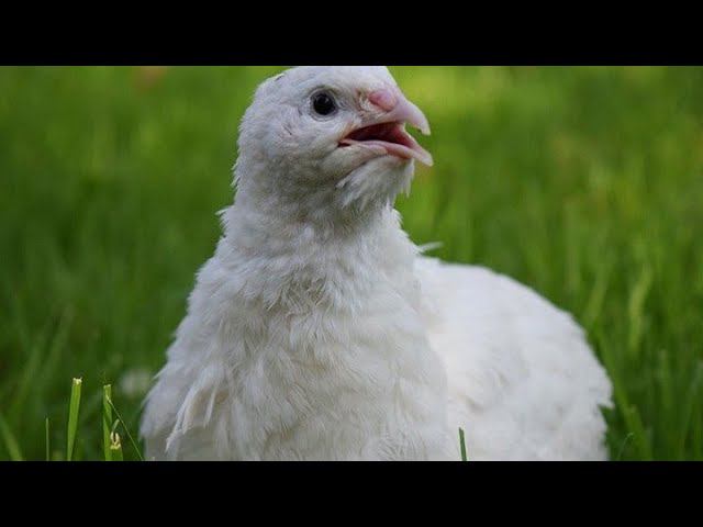 Перепел белый утяжеленый Начало смотреть онлайн