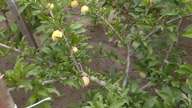 Слива Оцарк Премьер (Ozark Premier) 2020 .