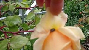 #розы #rose Второе лето розе Эприкот скай