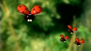 Насекомые Божья коровка  Хорошее образование