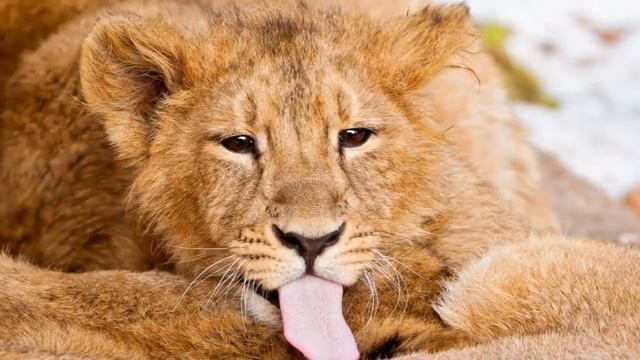 COOL CATS PHOTO - Lion (Лев) смотреть онлайн