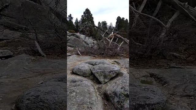 Американские горы, секвоя парк. смотреть онлайн