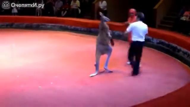 Боксер против кенгуру смотреть онлайн