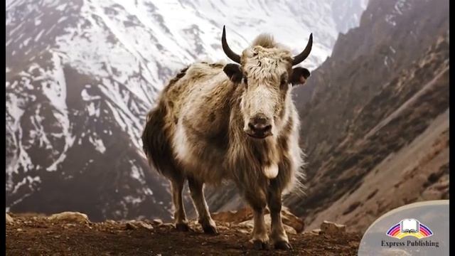 Express Publishing,Evans V., Dooley J.,Obee B. Excel for Kazakhstan. Grade 9. Ethical animal touris смотреть онлайн