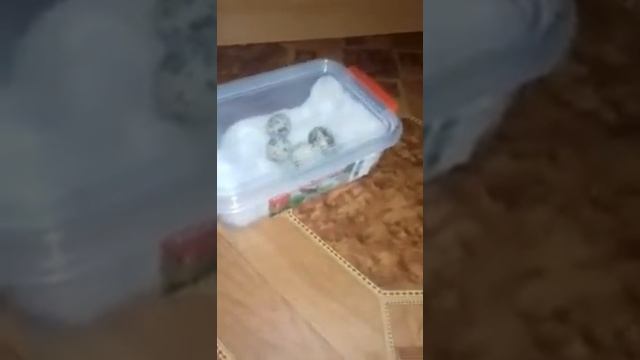1 день.Магазиные перепелиные яйца в домашнем инкубаторе. смотреть онлайн