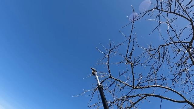 Даем второй шанс старой яблоне, проверяем кессон и дренаж смотреть онлайн