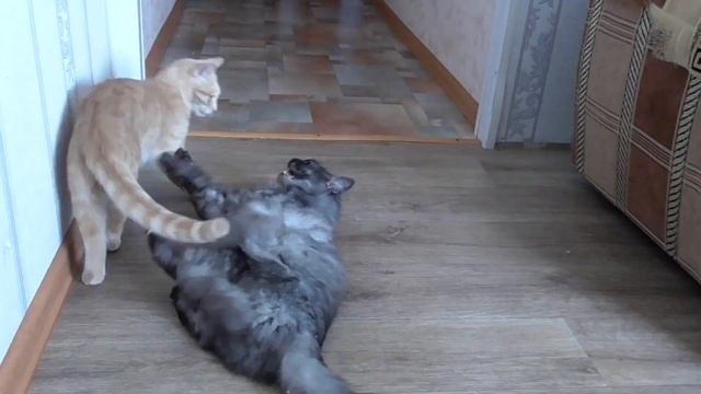 Как спит и дерётся мой кот после кастрации!