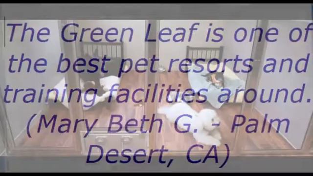 Green Leaf Pet Resort Reviews смотреть онлайн