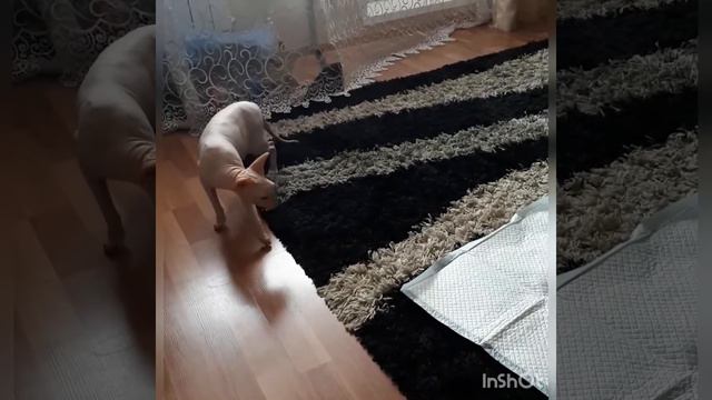 Первая встреча щенка таксы и кота сфинкса смотреть онлайн