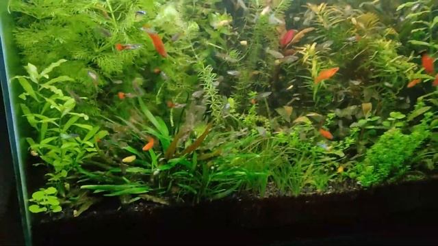 Аквариуму на земле 7 месяцев. Что может быть прекраснее? смотреть онлайн