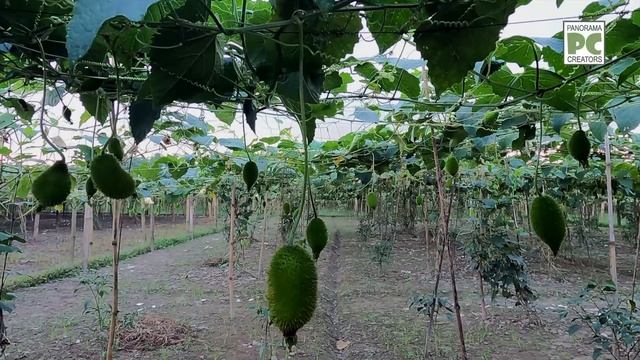 নরসিংদীর আড়িয়াল খাঁ'র জীবন || @PanoramaDocumentary смотреть онлайн