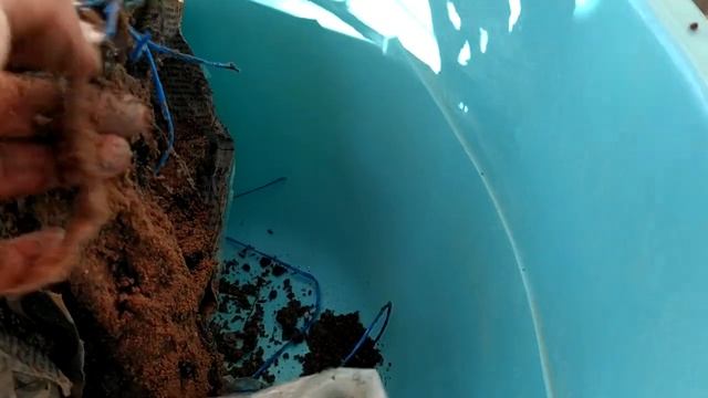 Розы! майская посылка от Полины Козловой. Почему нет радости? Роз все больше, сил все меньше! смотреть онлайн