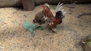 Купил Бентамок, Японские мини куры.