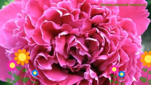 Пион молочноцветковый Феликс Краусс. Краткий обзор, описание paeonia lactiflora Felix Crousse смотреть онлайн