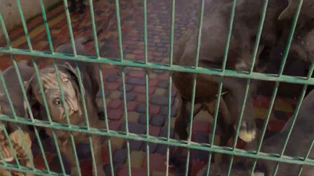 Sale of Cane Corso puppies, puppies 2,3,4 months смотреть онлайн