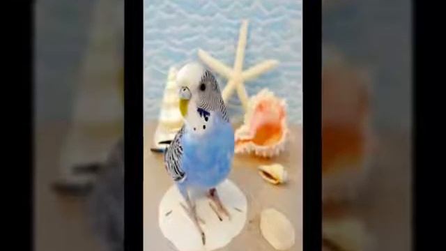 Окрасы волнистых попугаев!!!Самые популярные попугайчики ??? смотреть онлайн