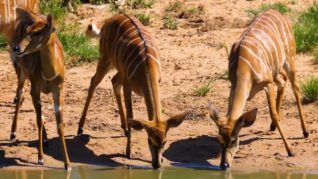 4K African Wildlife: Mount Elgon National Park - Scenic Wildlife Film With Real Sounds смотреть онлайн