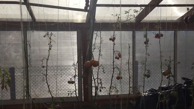 Томаты в ноябре. Дозаривание томатов на корню. смотреть онлайн