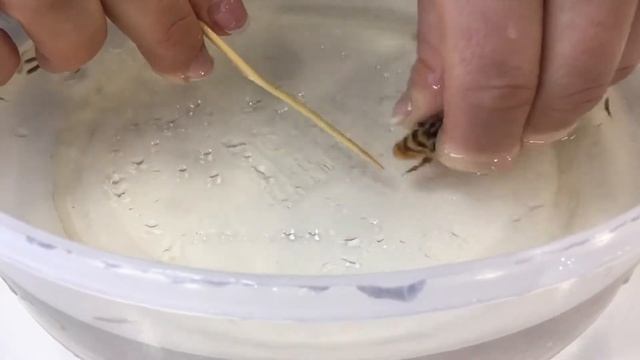 Как отнять мальков у цихлиды смотреть онлайн