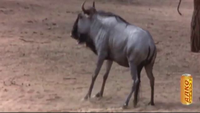 Склерока́рия эфио́пская или Марула (лат. Sclerocarya birrea) смотреть онлайн