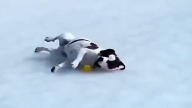 Море позитива! Подборка приколов и не только #18 ЖЕСТЬ Приколы с ДОМАШНИМИ животными смотреть онлайн